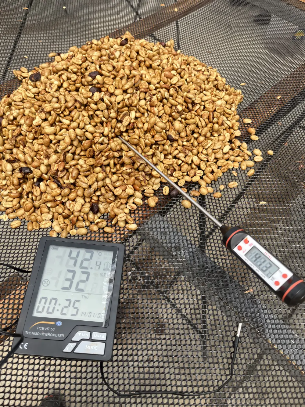 Termómetro digital midiendo la temperatura del café pergamino en el secador