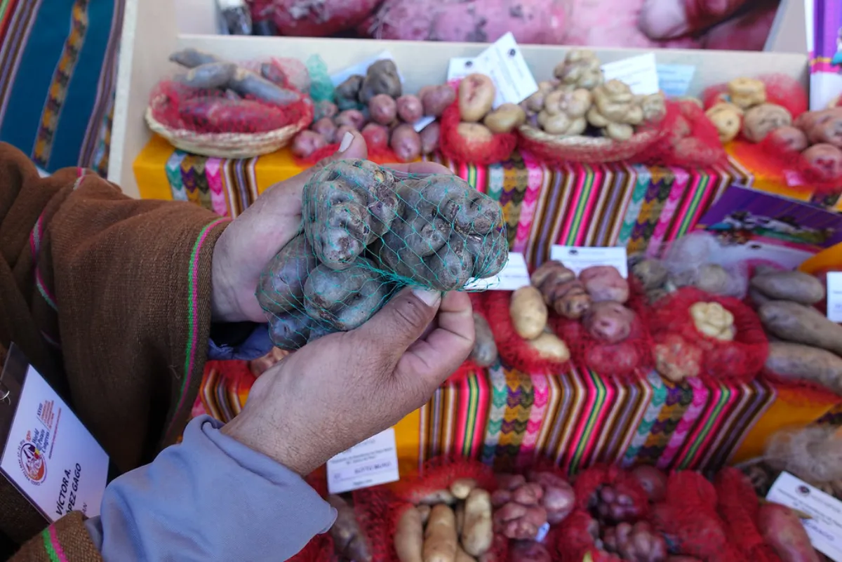 Manos de un productor andino mostrando papas nativas en una feria de Cusco