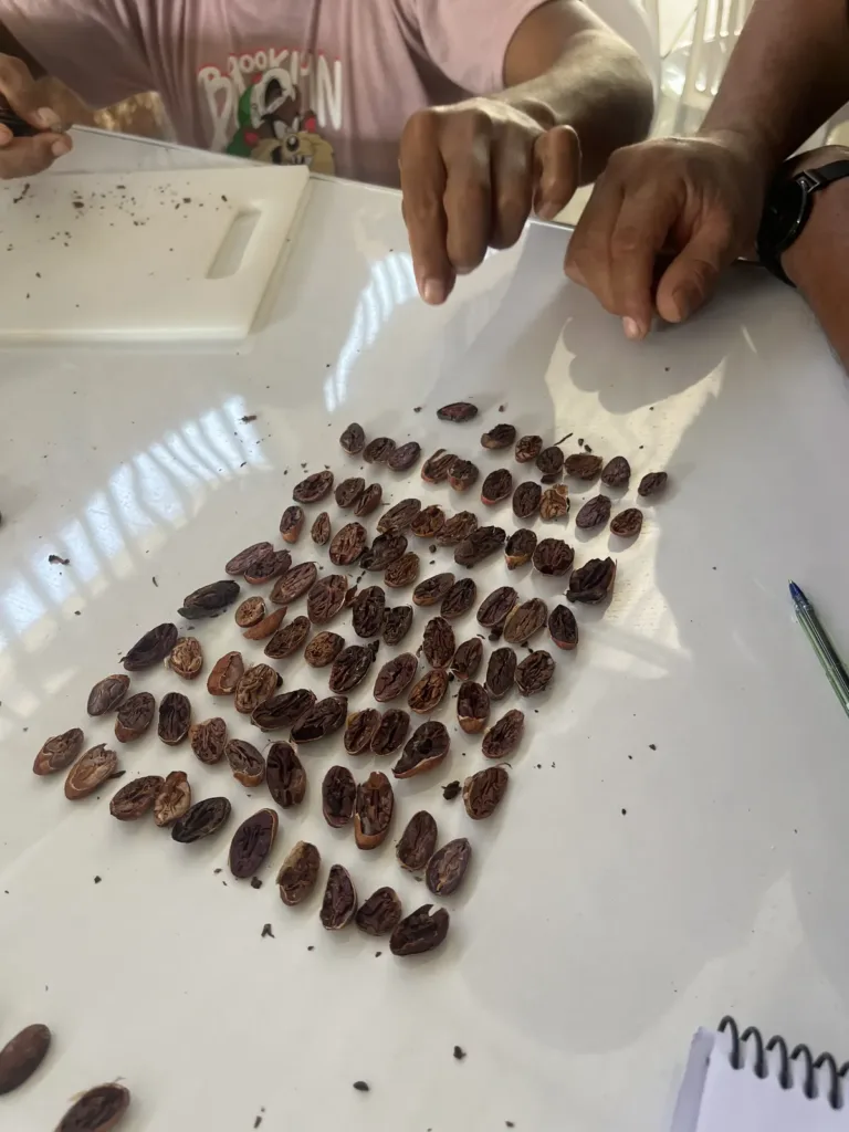 Mesa de catación de cacao y chocolate