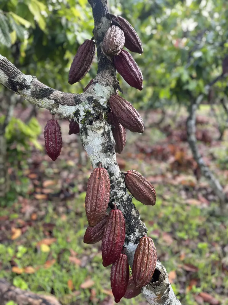 Productores seleccionando mazorcas de cacao fino de aroma
