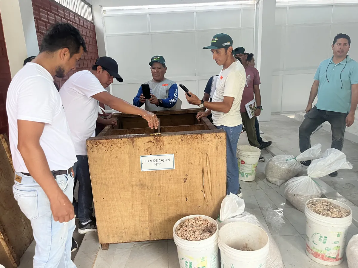 Cacao fermentando en cajones de madera