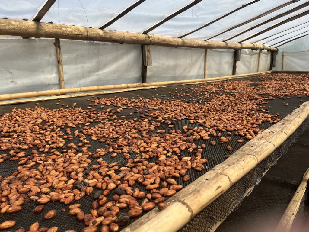 Cacao secándose al sol sobre bandejas