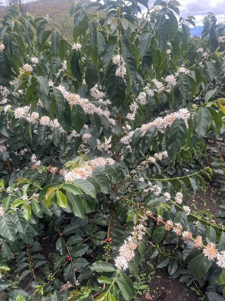 Cafetos en floración en una parcela de café