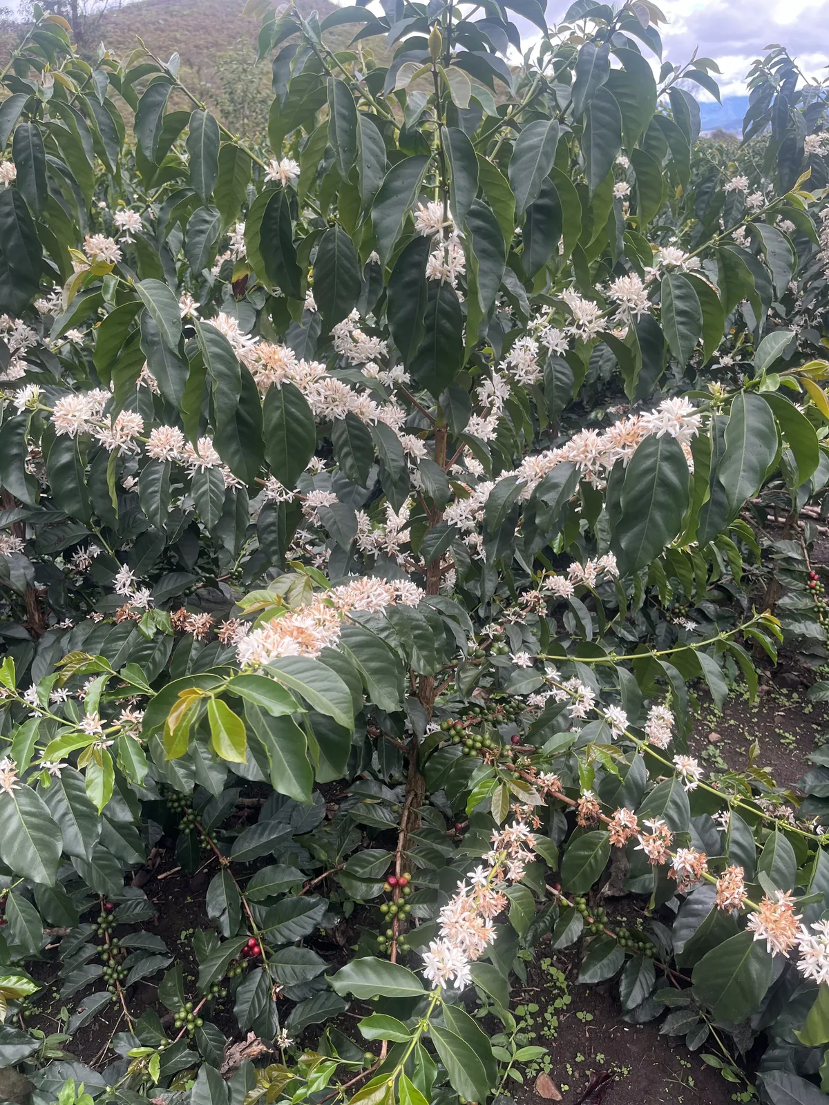 Cafetos en floración en una parcela de café