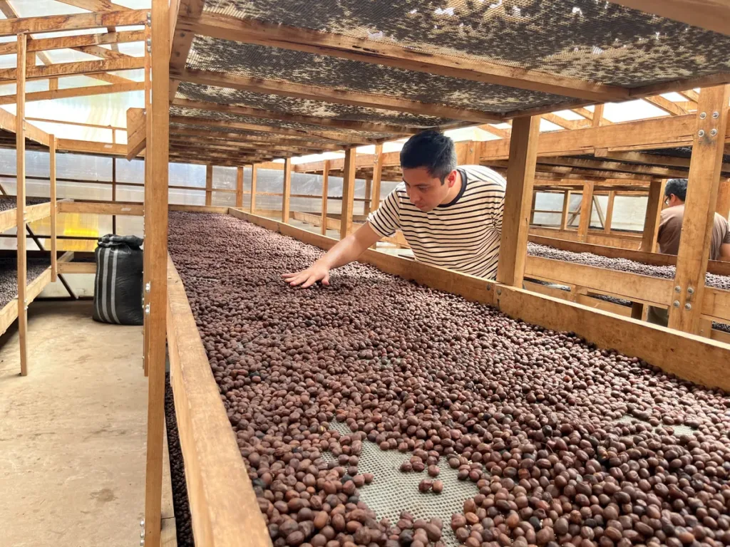 Café secándose en camas africanas bajo invernadero