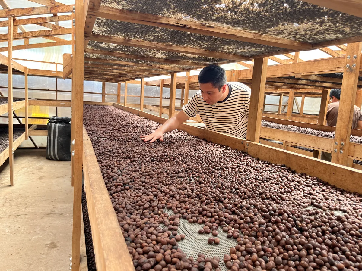 Café secándose en camas africanas bajo invernadero