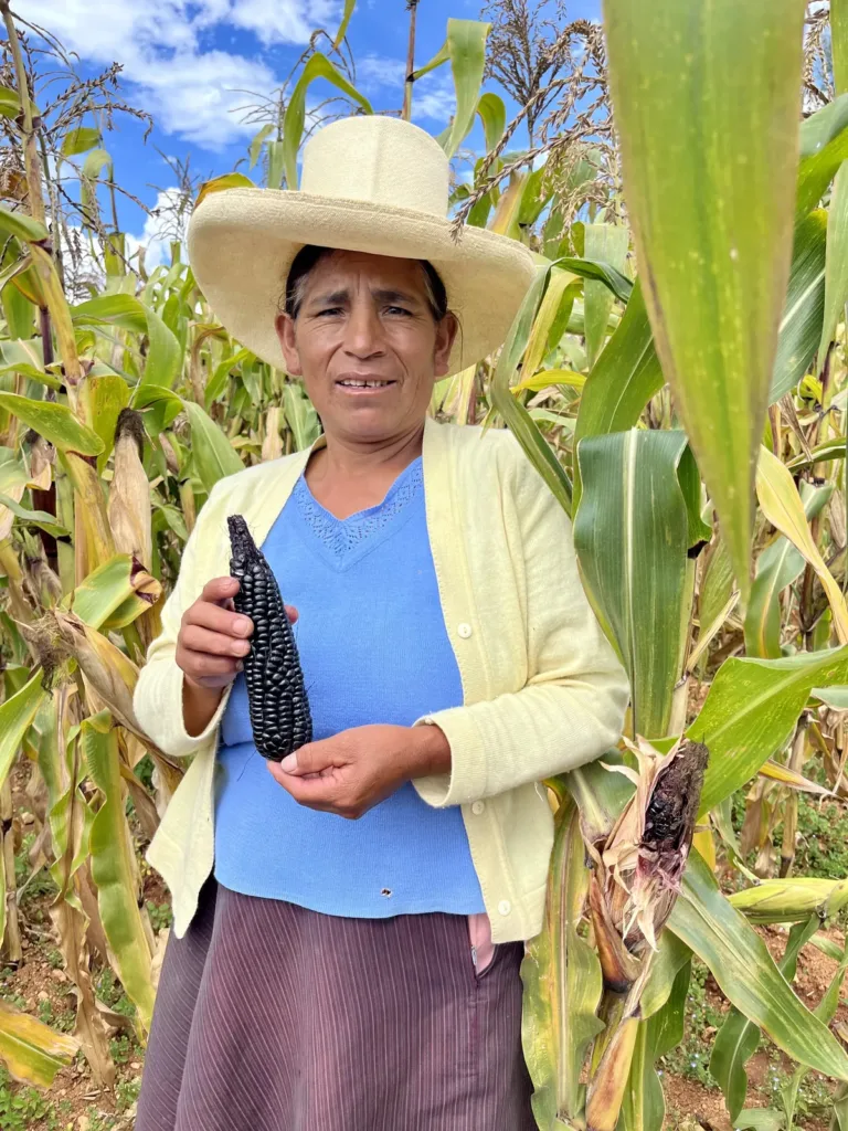 Productora mostrando su cosecha de maíz morado en la parcela